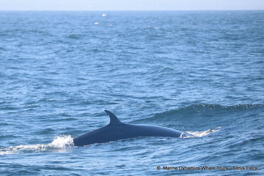 whale watching, gansbaai, south africa, Bryde's whale