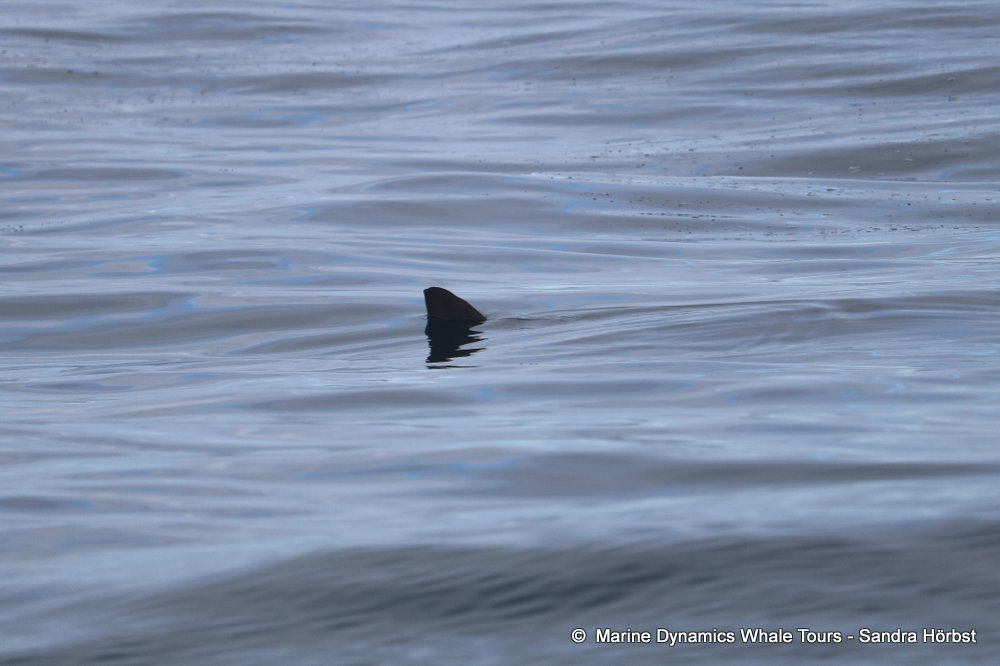 whale watching, gansbaai, south africa, sunfisch