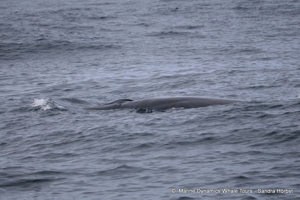 bryde's whale, whale watching, gansbaai, south africa,
