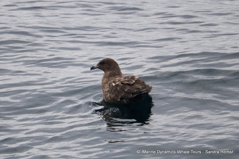 whale watching, gansbaai, south africa, Subantarctic Skua