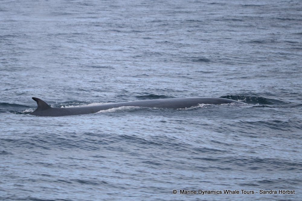bryde's whale, whale watching, gansbaai, south africa,