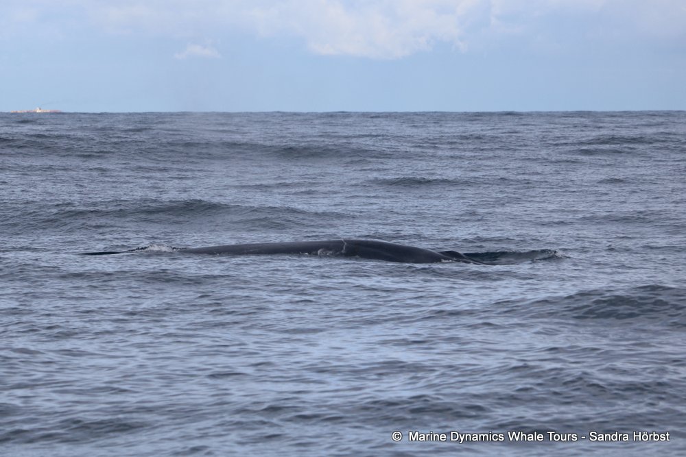 bryde's whale, whale watching, gansbaai, south africa,