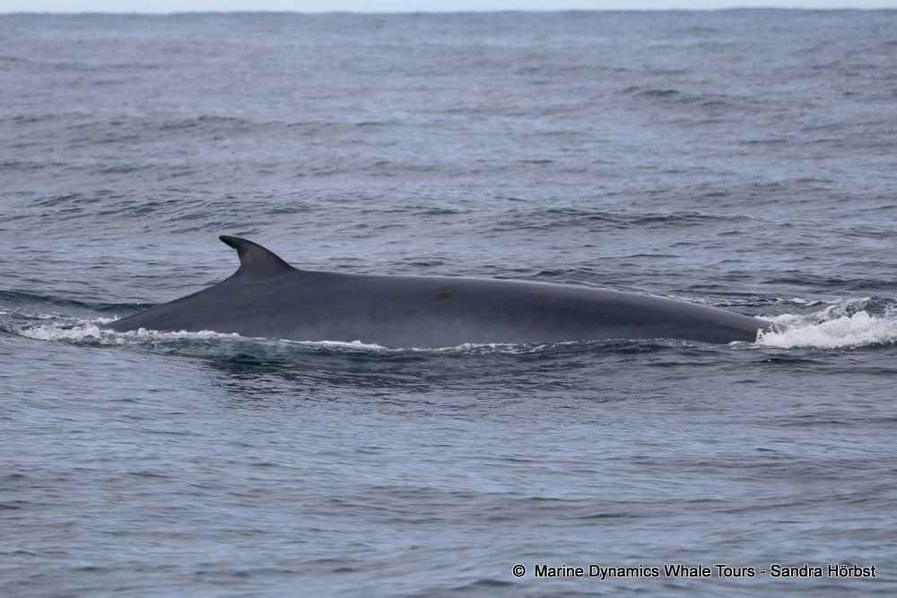 bryde's whale, whale watching, gansbaai, south africa,