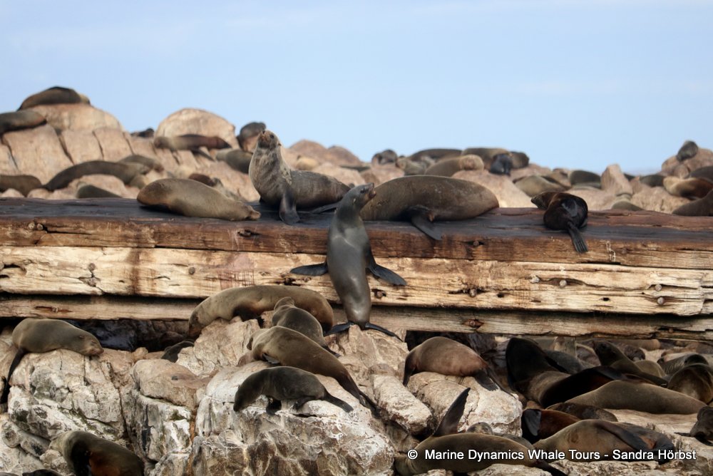 cape fur seal, whale watching, gansbaai, south africa