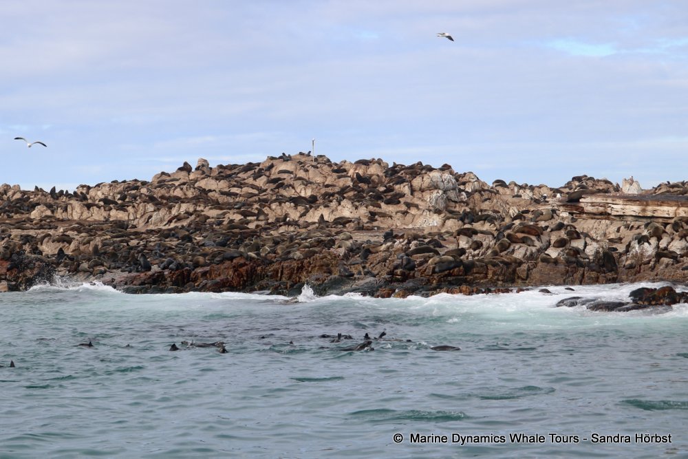 cape fur seal, whale watching, gansbaai, south africa