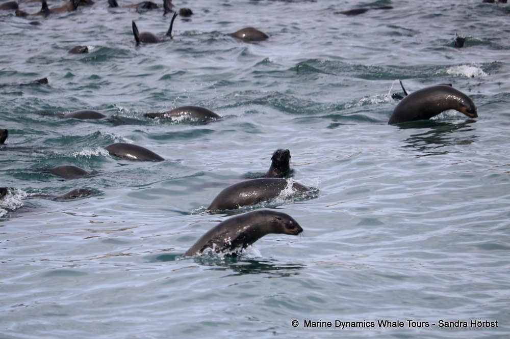 cape fur seal, whale watching, gansbaai, south africa