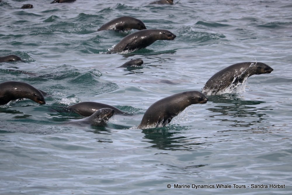 cape fur seal, whale watching, gansbaai, south africa