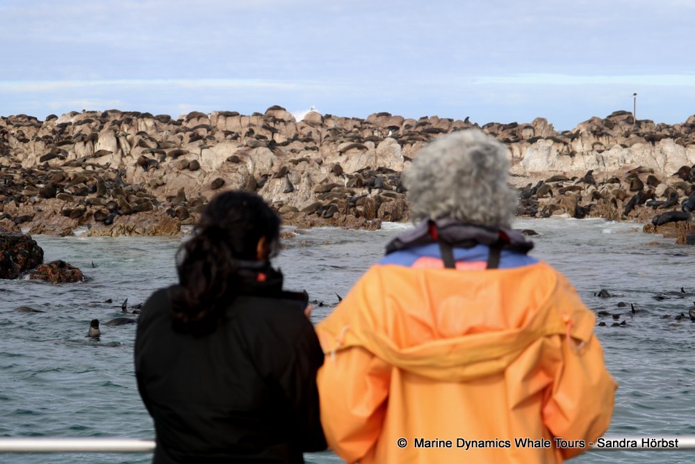whale watching, gansbaai, south africa,