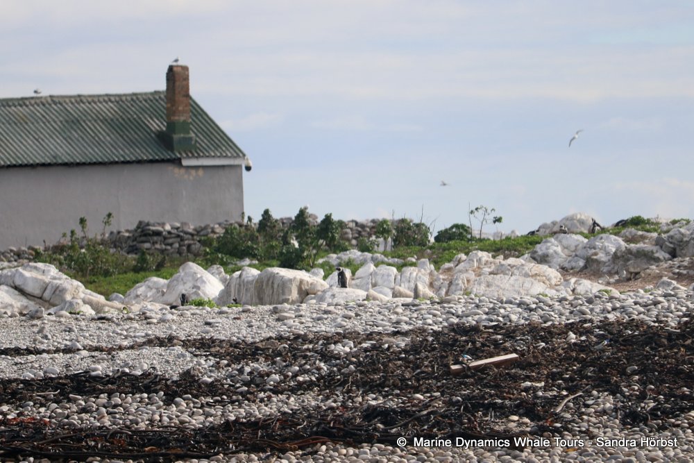 african penguin, whale watching, gansbaai, south africa
