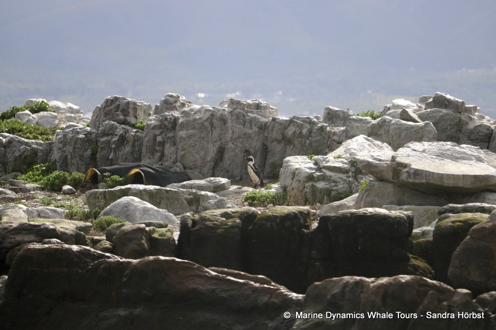 african penguin, whale watching, gansbaai, south africa