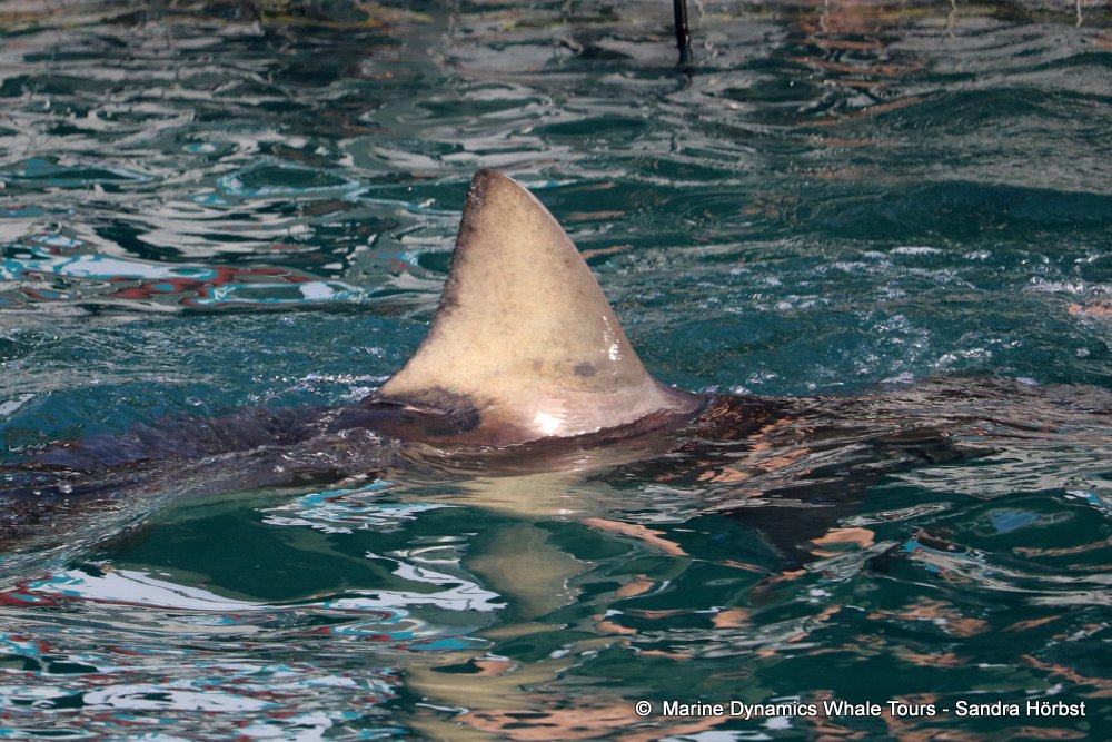 bronze whaler shark, whale watching, gansbaai, south africa,