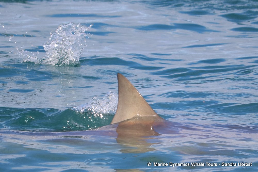 bronze whaler shark, whale watching, gansbaai, south africa,