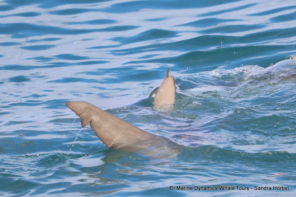 bronze whaler shark, whale watching, gansbaai, south africa,