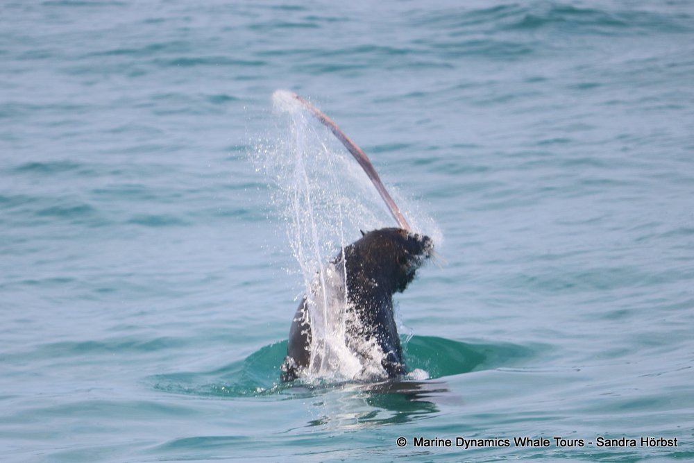 cape fur seal, whale watching, gansbaai, south africa