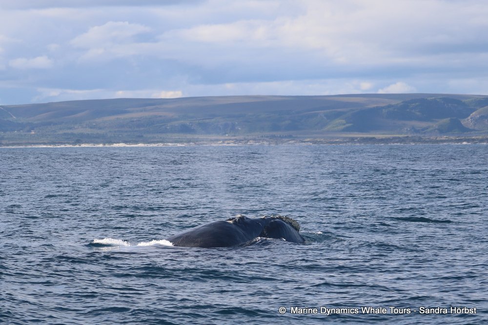 Southern right whale, whale watching, gansbaai, south africa,