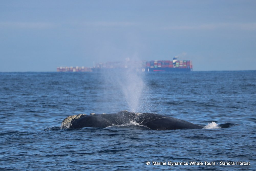 Marine Big 5 Daily Blog 10 June