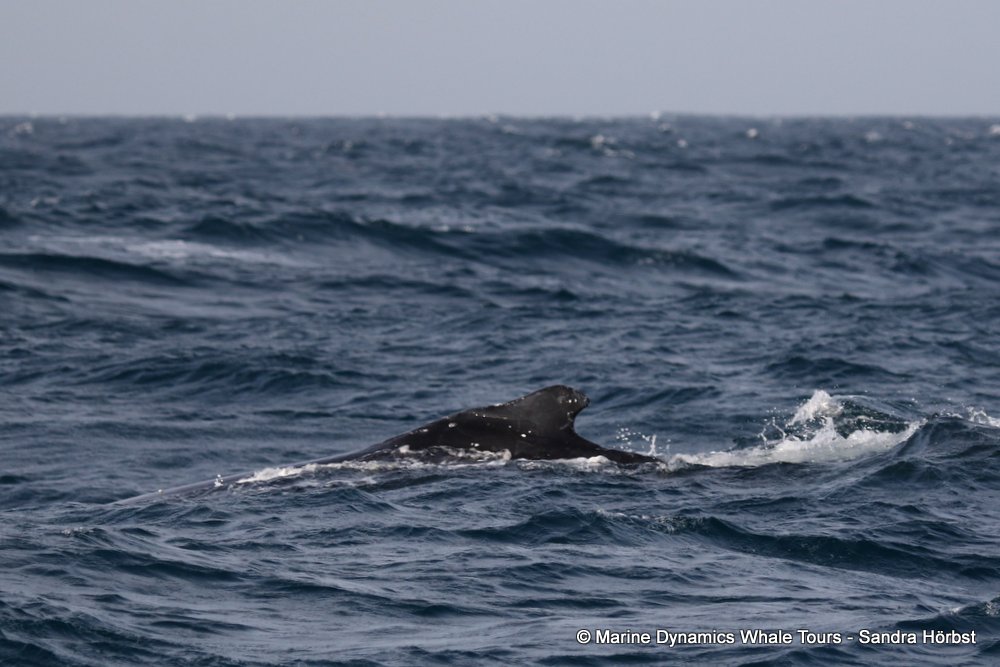 humpback whale, whale watching, gansbaai, south africa
