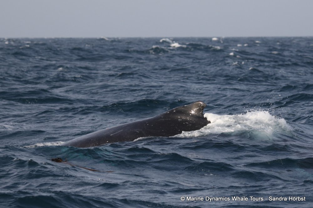 humpback whale, whale watching, gansbaai, south africa