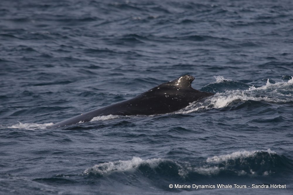 humpback whale, whale watching, gansbaai, south africa