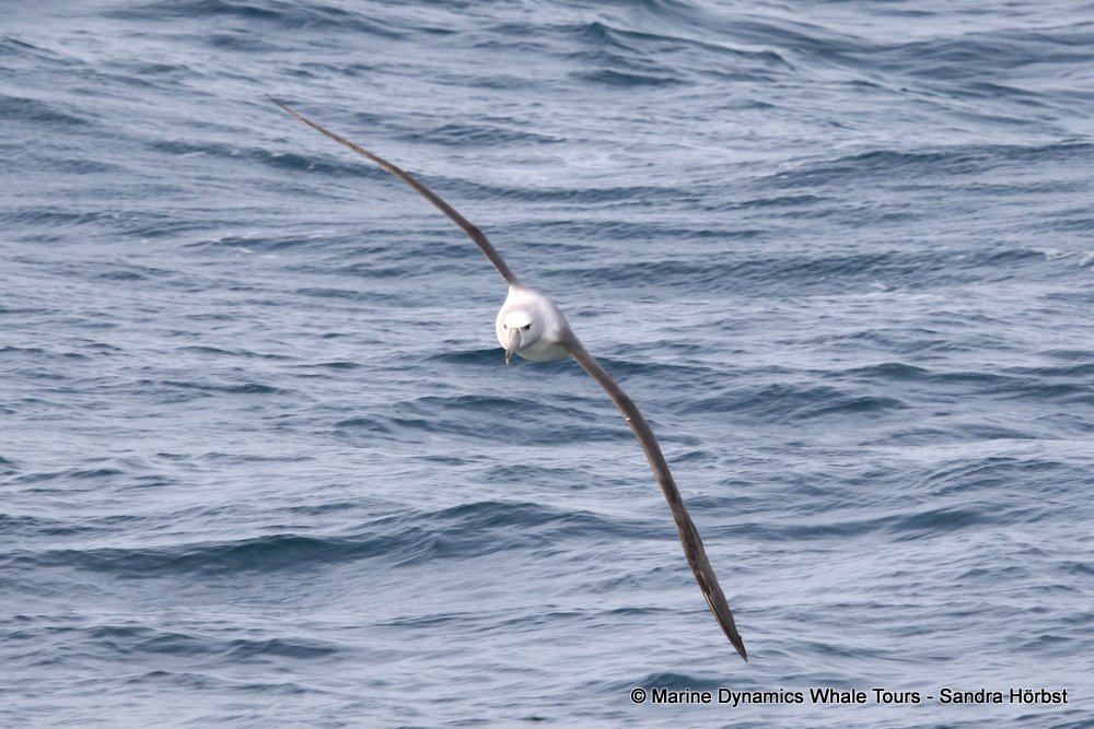 albatross, whale watching, gansbaai, south africa