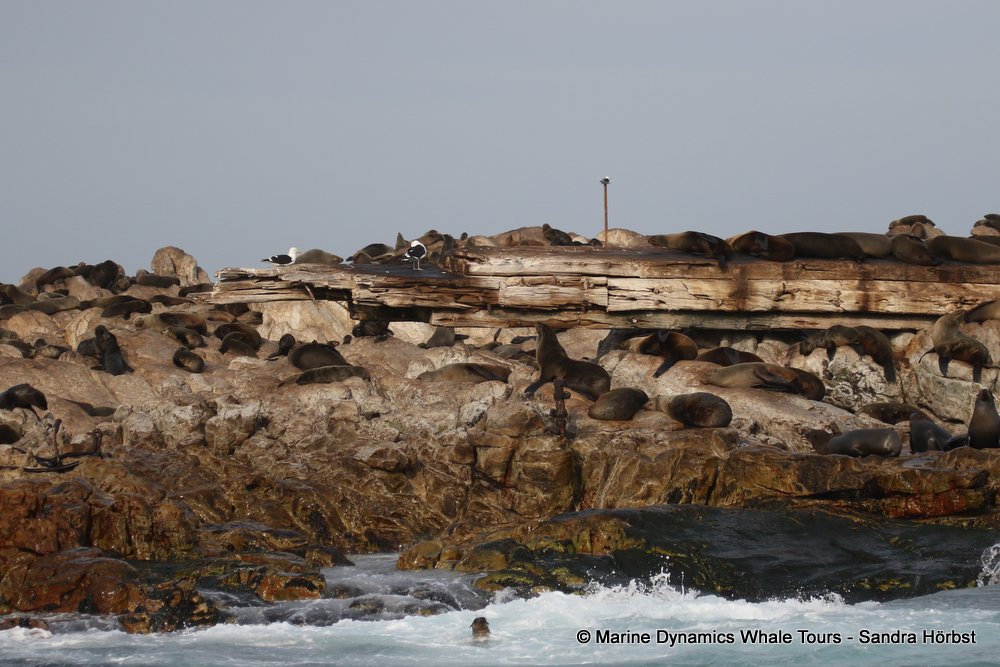 cape fur seal, whale watching, gansbaai, south africa