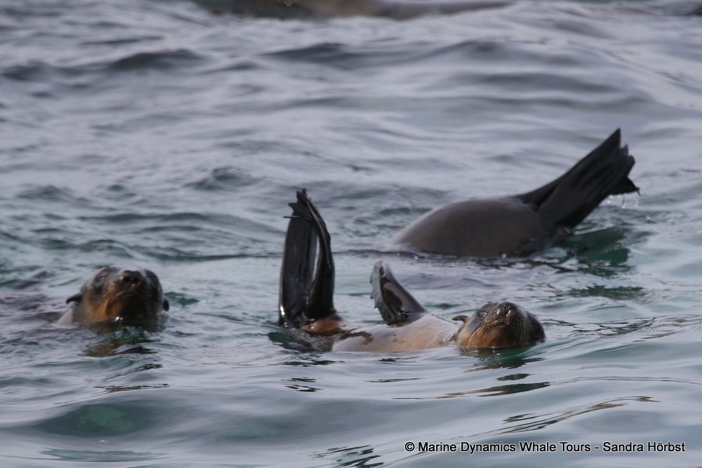 cape fur seal, whale watching, gansbaai, south africa