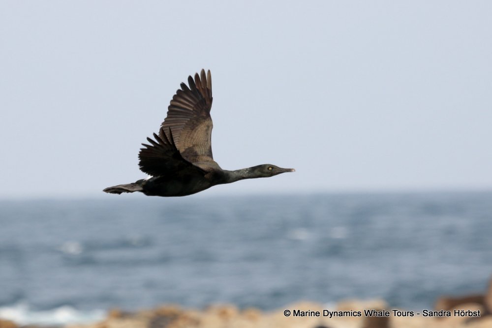 cormorant, whale watching, gansbaai, south africa,