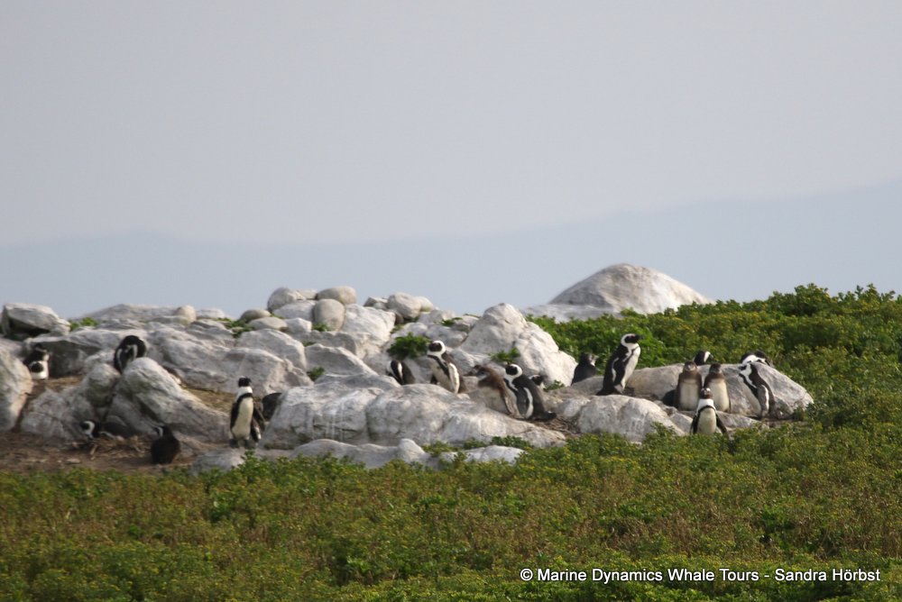 penguins, whale watching, gansbaai, south africa,