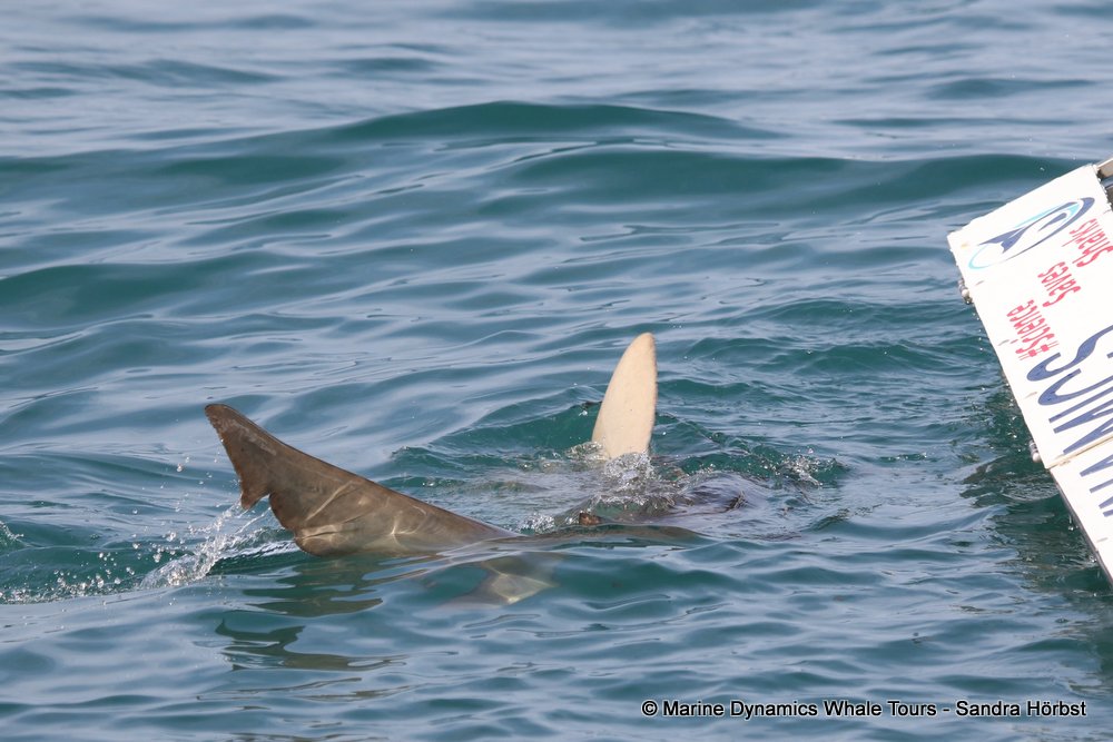 bronze whaler shark, whale watching, gansbaai, south africa,