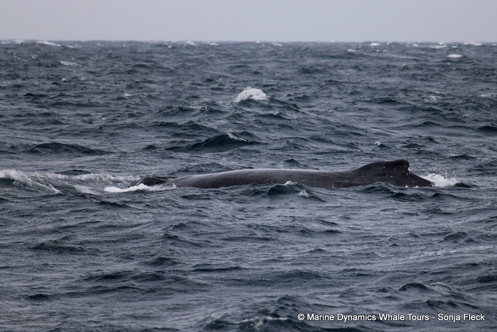 whale watching, gansbaai, south africa, Humpback Whales