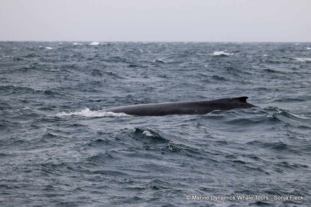 whale watching, gansbaai, south africa, Humpback Whales