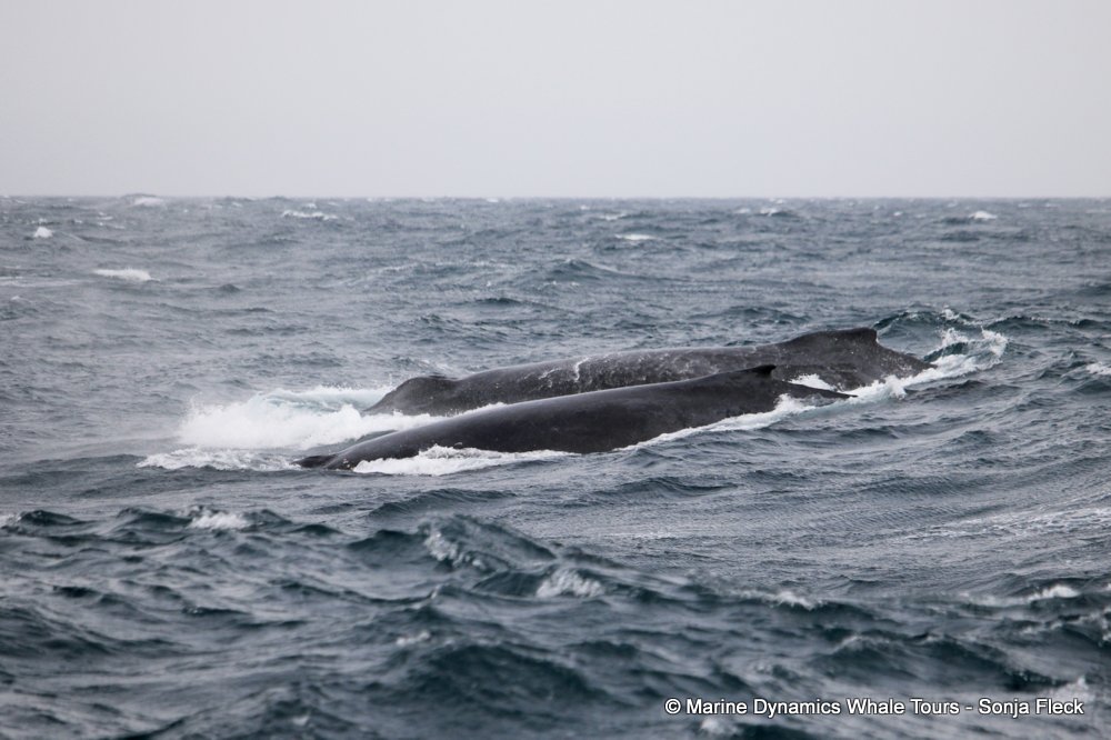 whale watching, gansbaai, south africa, Humpback Whales