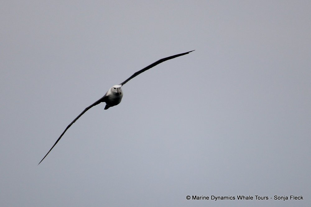 whale watching, gansbaai, south africa, Shy Albatross