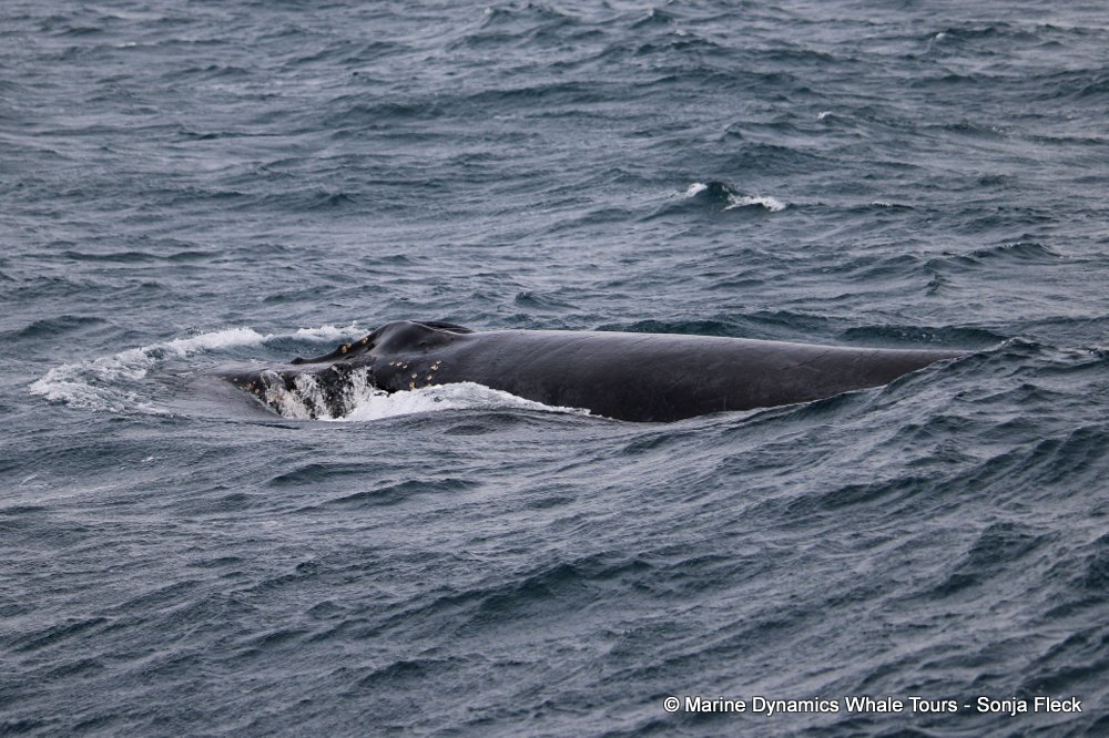 whale watching, gansbaai, south africa, Humpback Whales