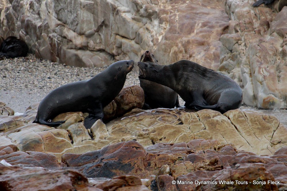 whale watching, gansbaai, south africa, Cape fur seals