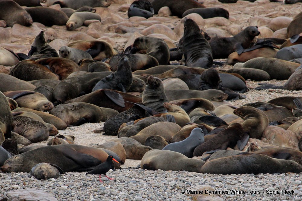 whale watching, gansbaai, south africa, Cape fur seals
