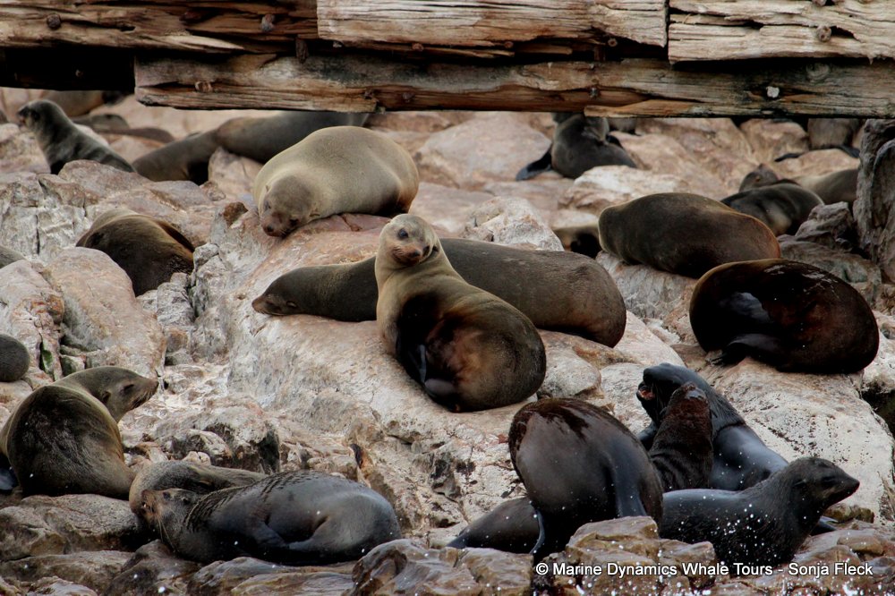 whale watching, gansbaai, south africa, Cape fur seals