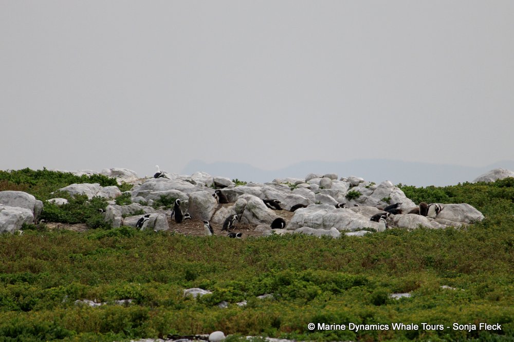whale watching, gansbaai, south africa, African Penguins