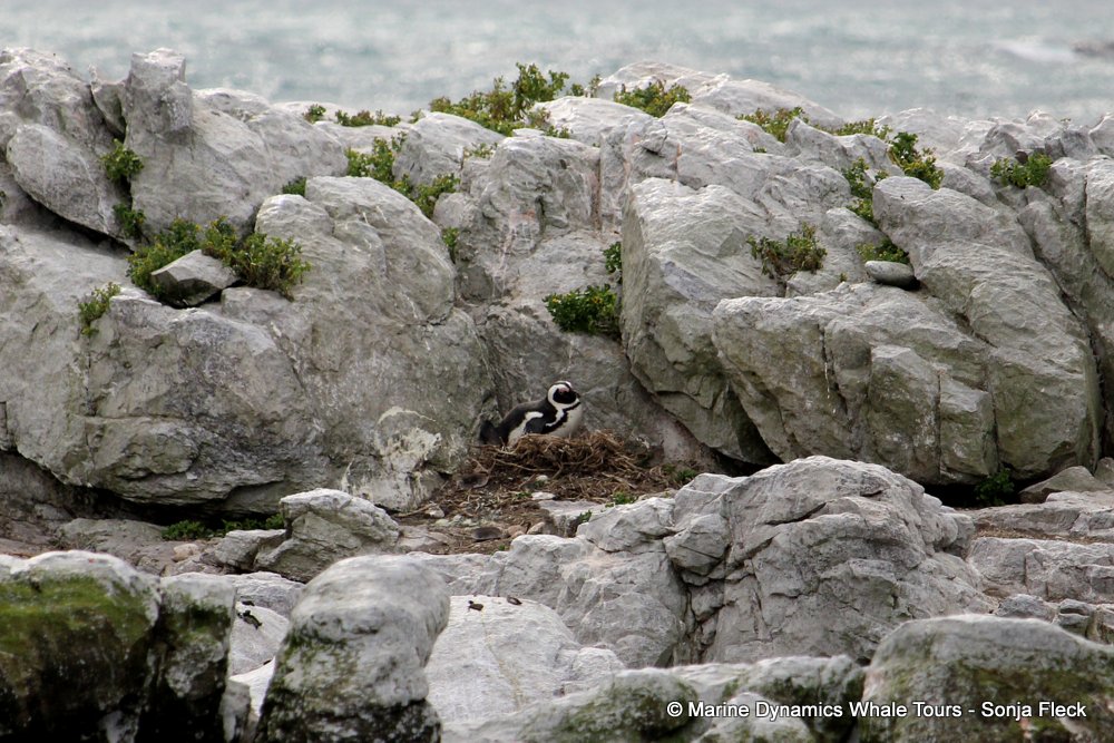 whale watching, gansbaai, south africa, African Penguins