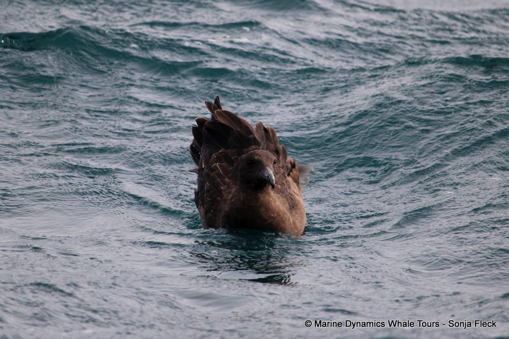 whale watching, gansbaai, south africa, Subantarctic Skua