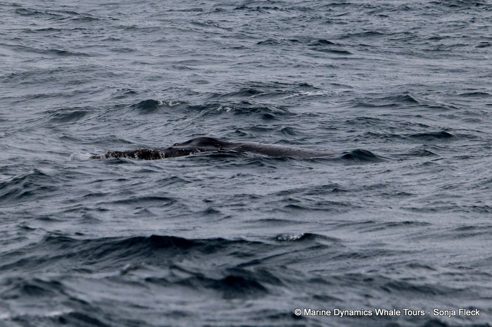 whale watching, gansbaai, south africa, Humpback Whales