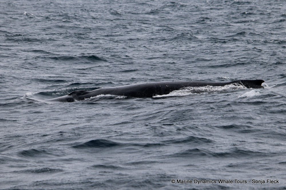 whale watching, gansbaai, south africa, Humpback Whales