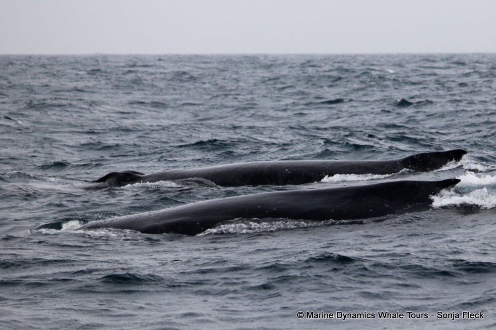 whale watching, gansbaai, south africa, Humpback Whales
