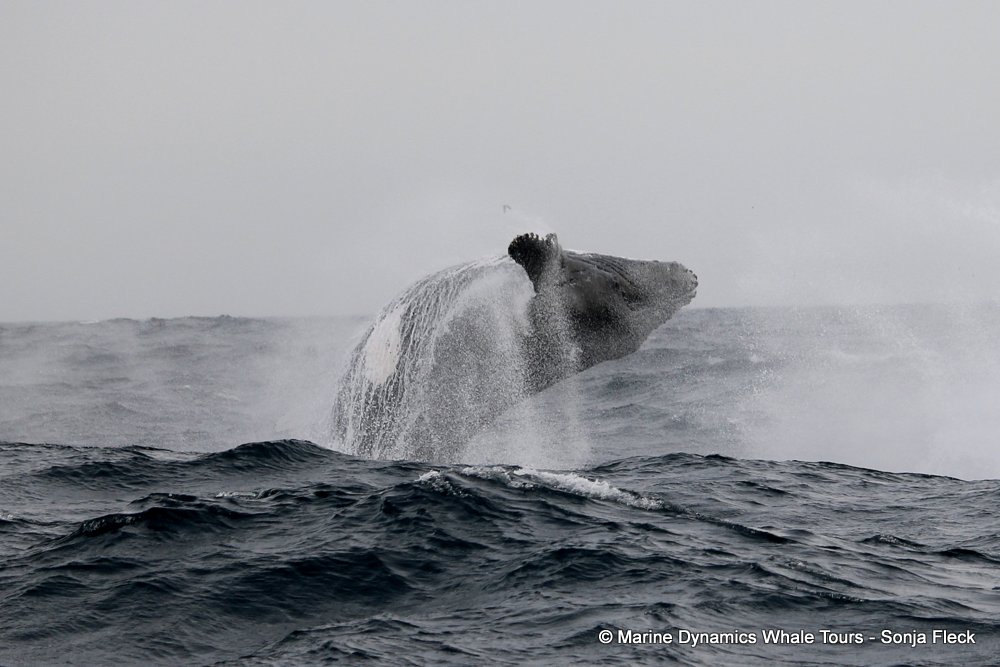 whale watching, gansbaai, south africa, Humpback Whales