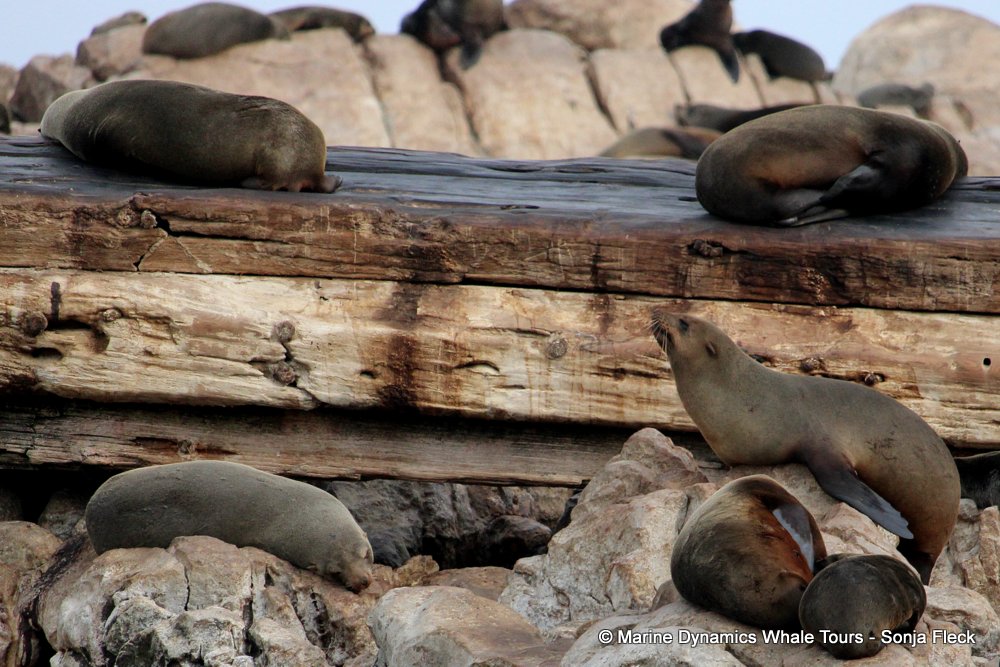 whale watching, gansbaai, south africa, Cape fur seals