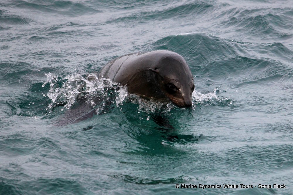 whale watching, gansbaai, south africa, Cape fur seals