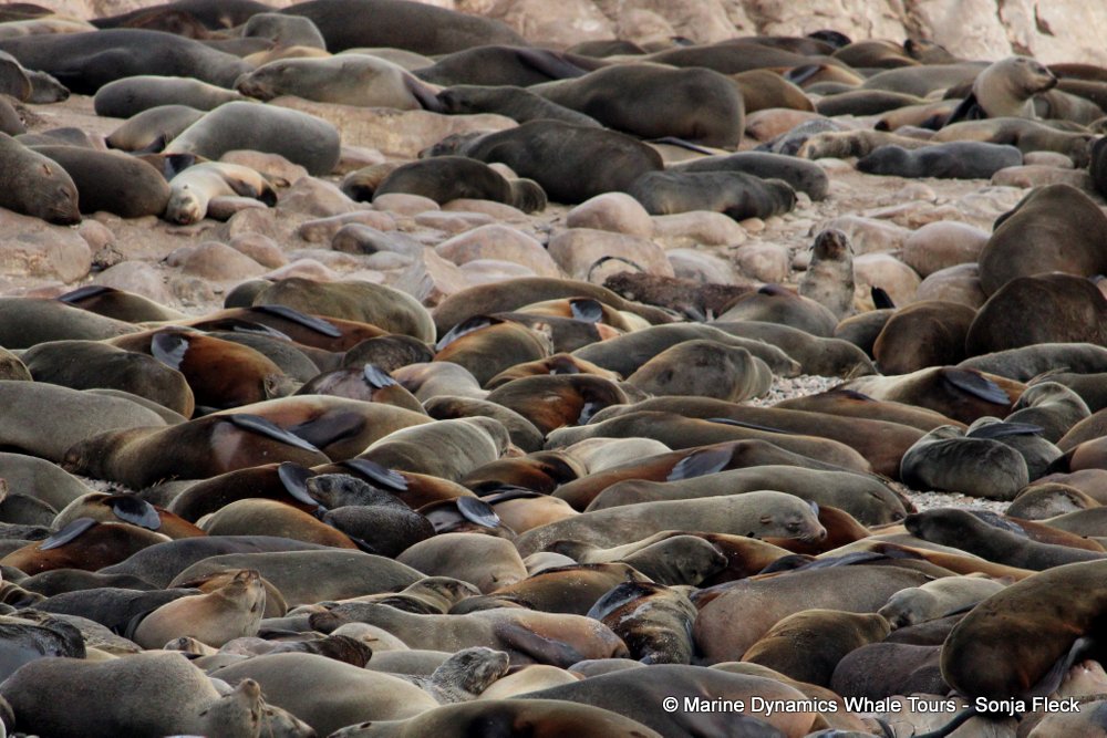 whale watching, gansbaai, south africa, Cape fur seals