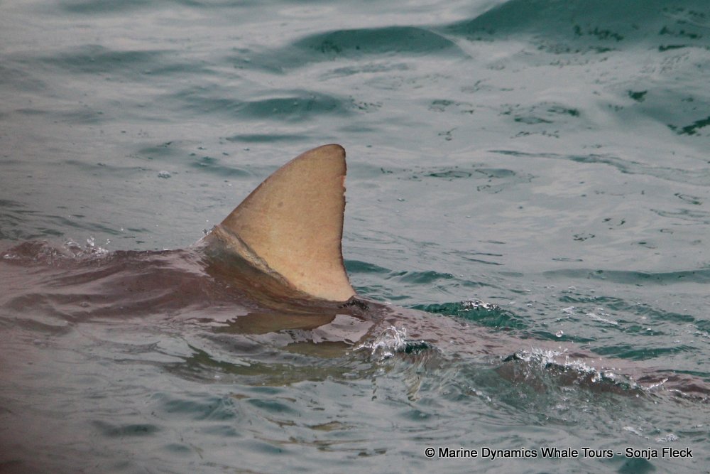 whale watching, gansbaai, south africa, Bronze whaler shark