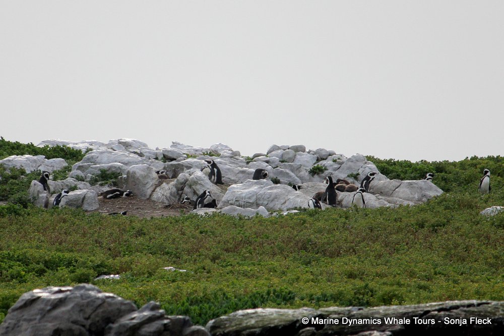 whale watching, gansbaai, south africa, African Penguins