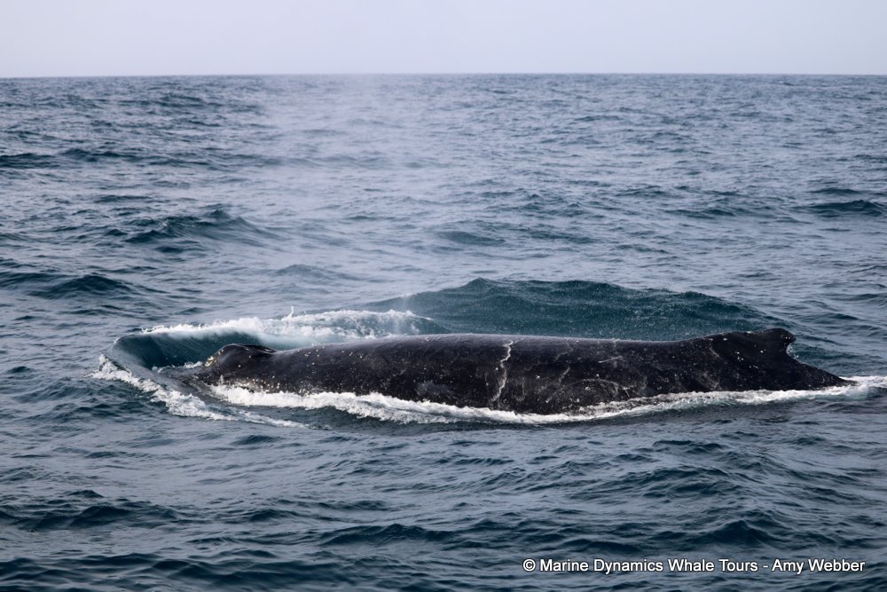 humpback whale, whale watching, gansbaai, south africa